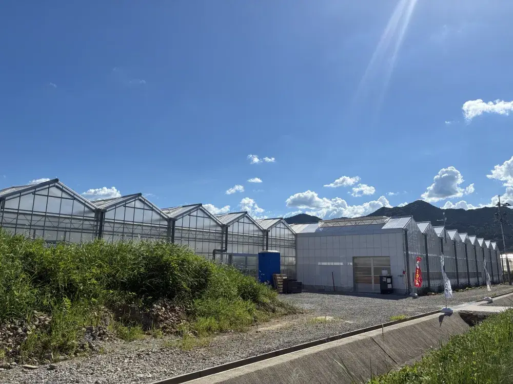 ★新着★【塩田町】きゅうりハウスでのお手伝い♪（4/17 8:00～12:00 うち3時間以上)